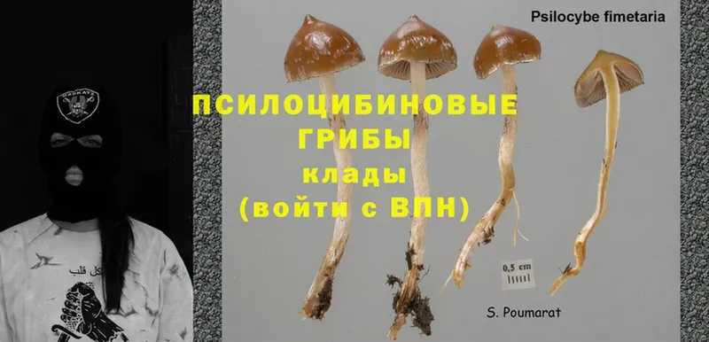 где продают наркотики  Миньяр  Псилоцибиновые грибы Magic Shrooms 